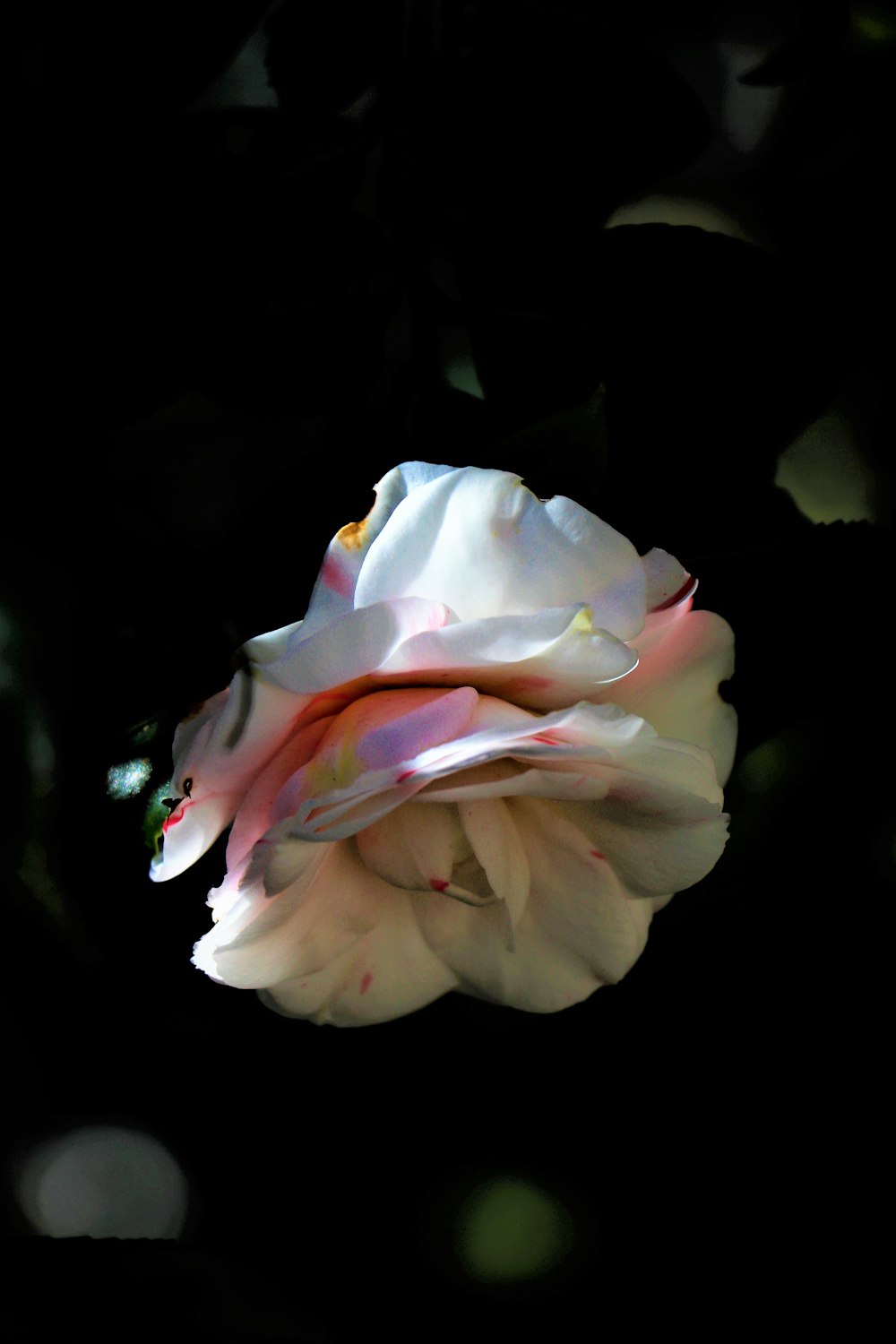 eine rosa Blume mit Wassertröpfchen darauf