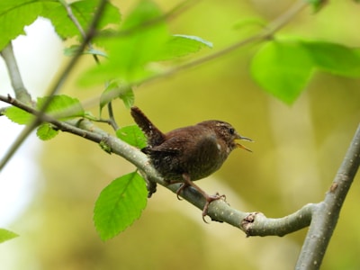 A small brown bird perches on a slender branch, surrounded by vibrant green leaves. The bird appears to be singing or calling, with its beak open. Sunlight filters through the canopy, creating a serene, natural atmosphere.