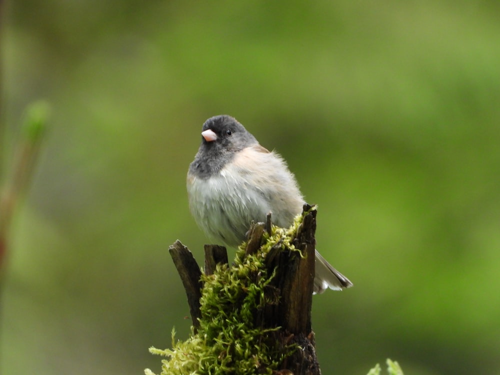 Ein kleiner Vogel auf einem Ast