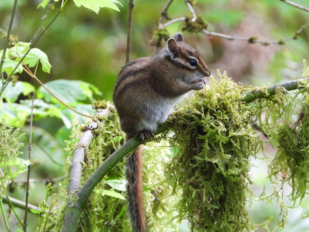 a squirrel on a tree branch