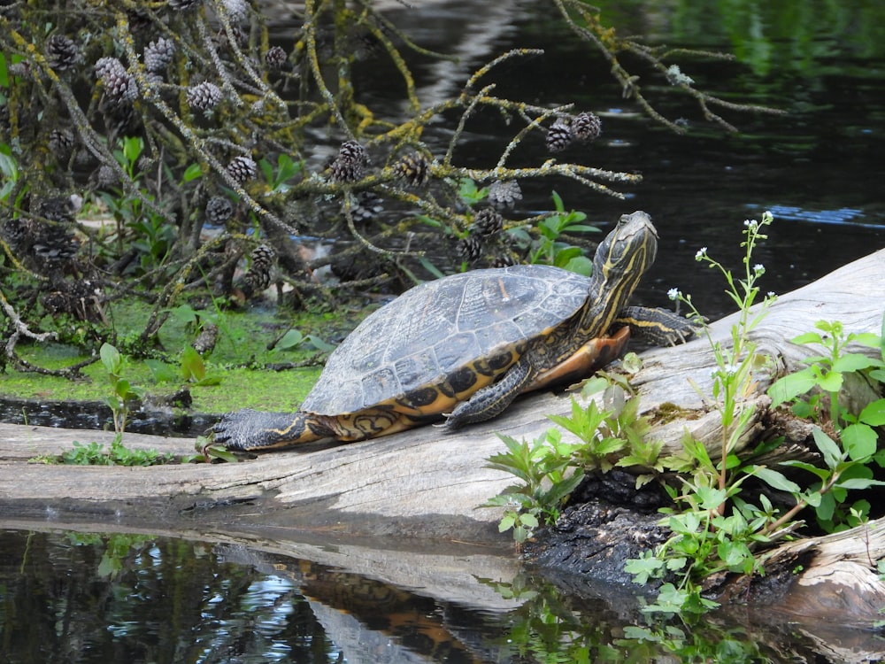 a turtle on a log in the water