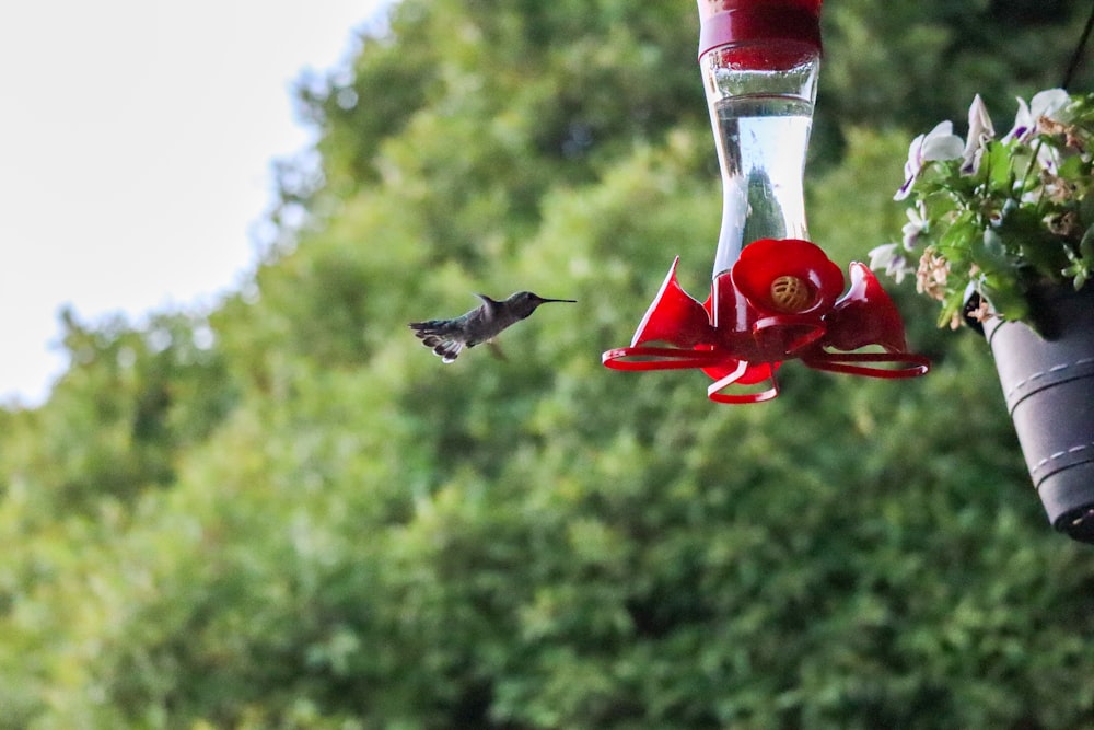a hummingbird flying next to a hummingbird feeder