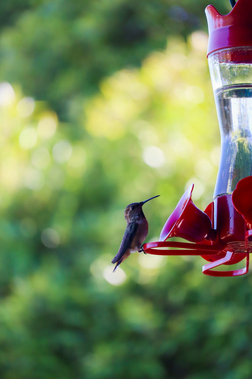 a hummingbird flying to a feeder