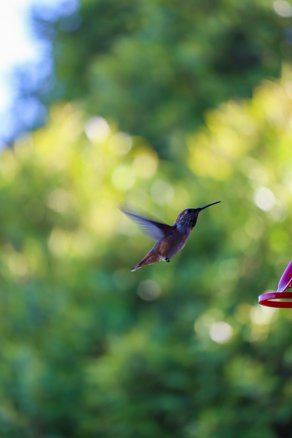 a hummingbird flying in the air