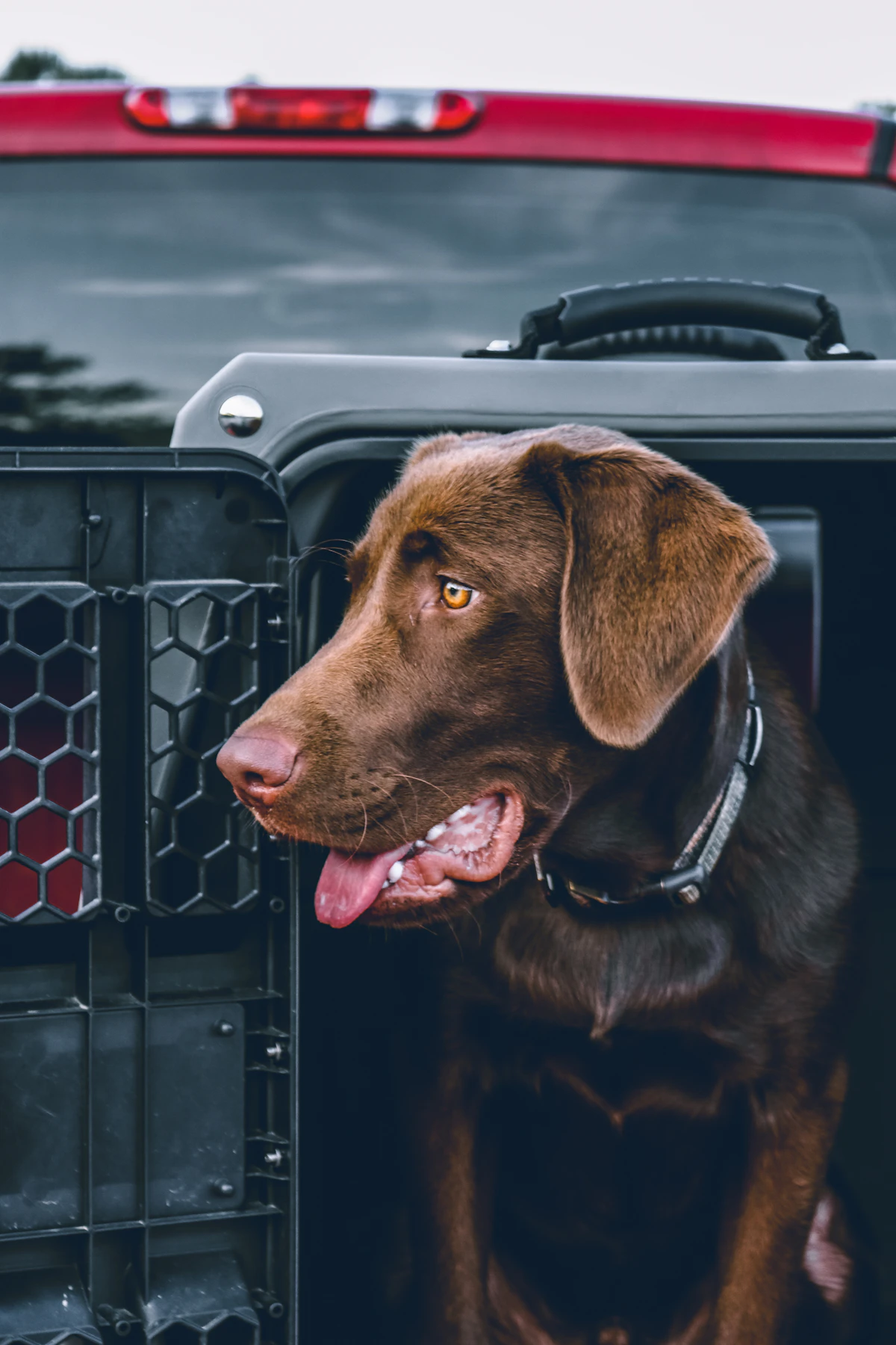 A Labrador in a vented travel crate inside a truck, ready for transport with its working handler