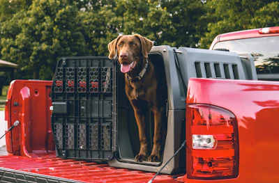a dog sits in the back of a red truck