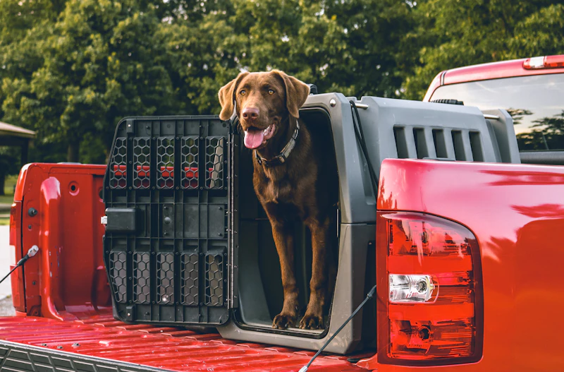 Hank, a chocolate Ridgeline male from the 2017 litter, standing in his dog box on the back of a red truck