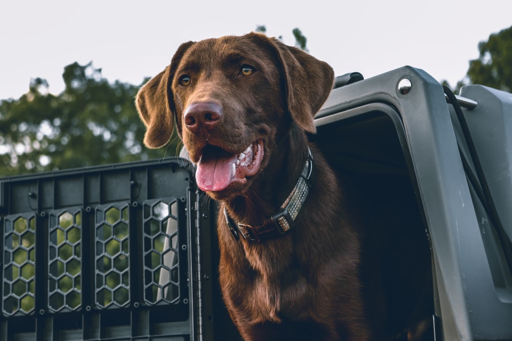 a dog in a truck