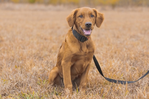 Best Products for to Train a Hunting Dog for Next-Level Performance