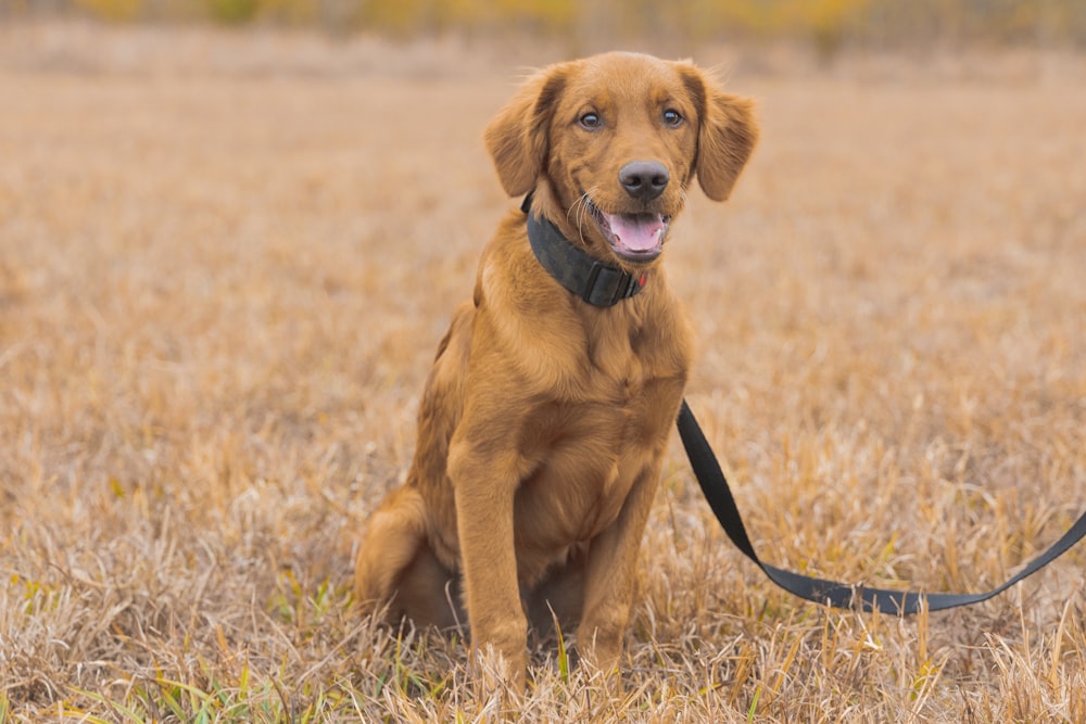 a dog sitting in a field