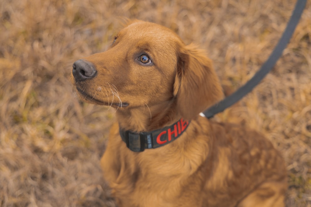 a dog on a leash