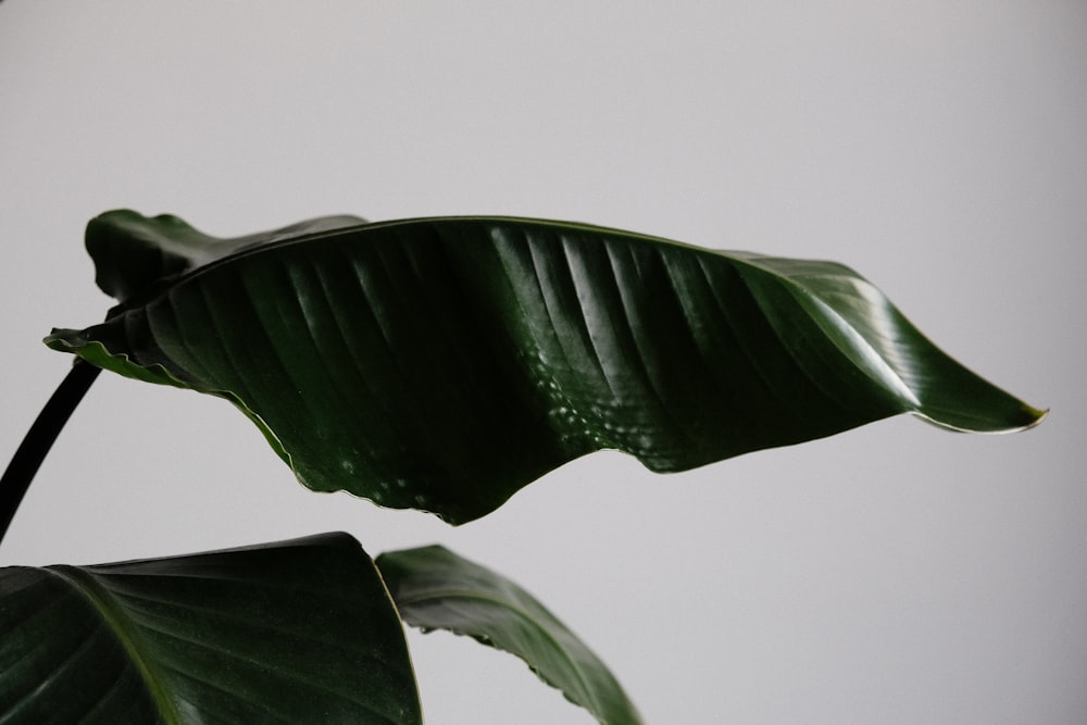 a close-up of a leaf