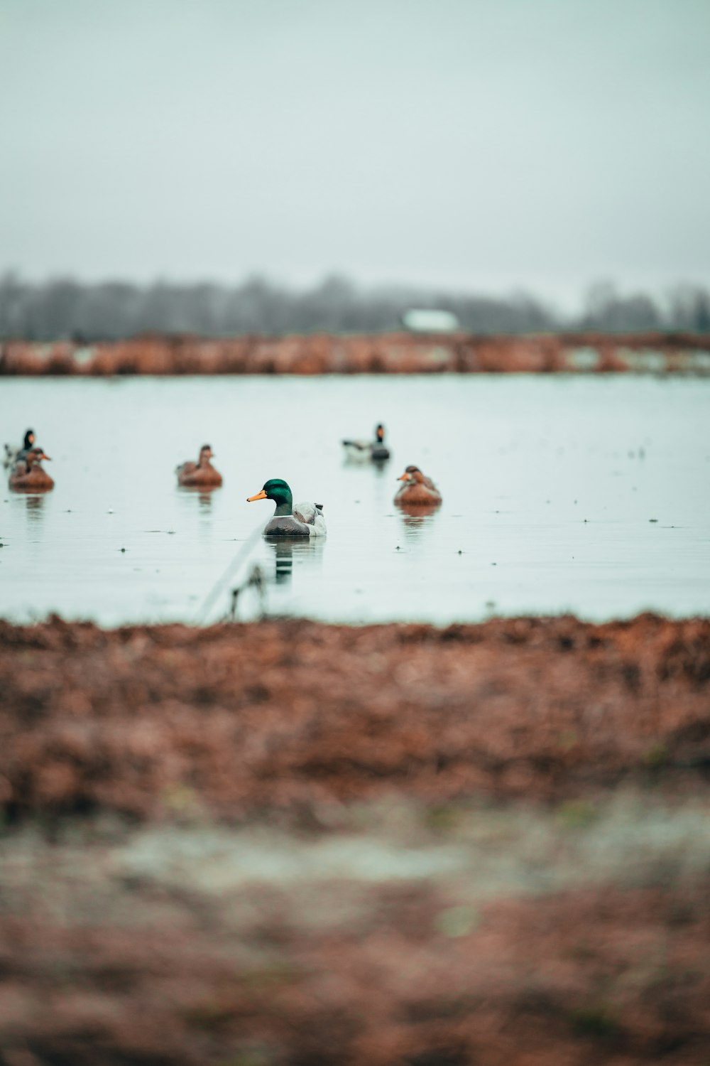 a group of ducks swimming in a lake