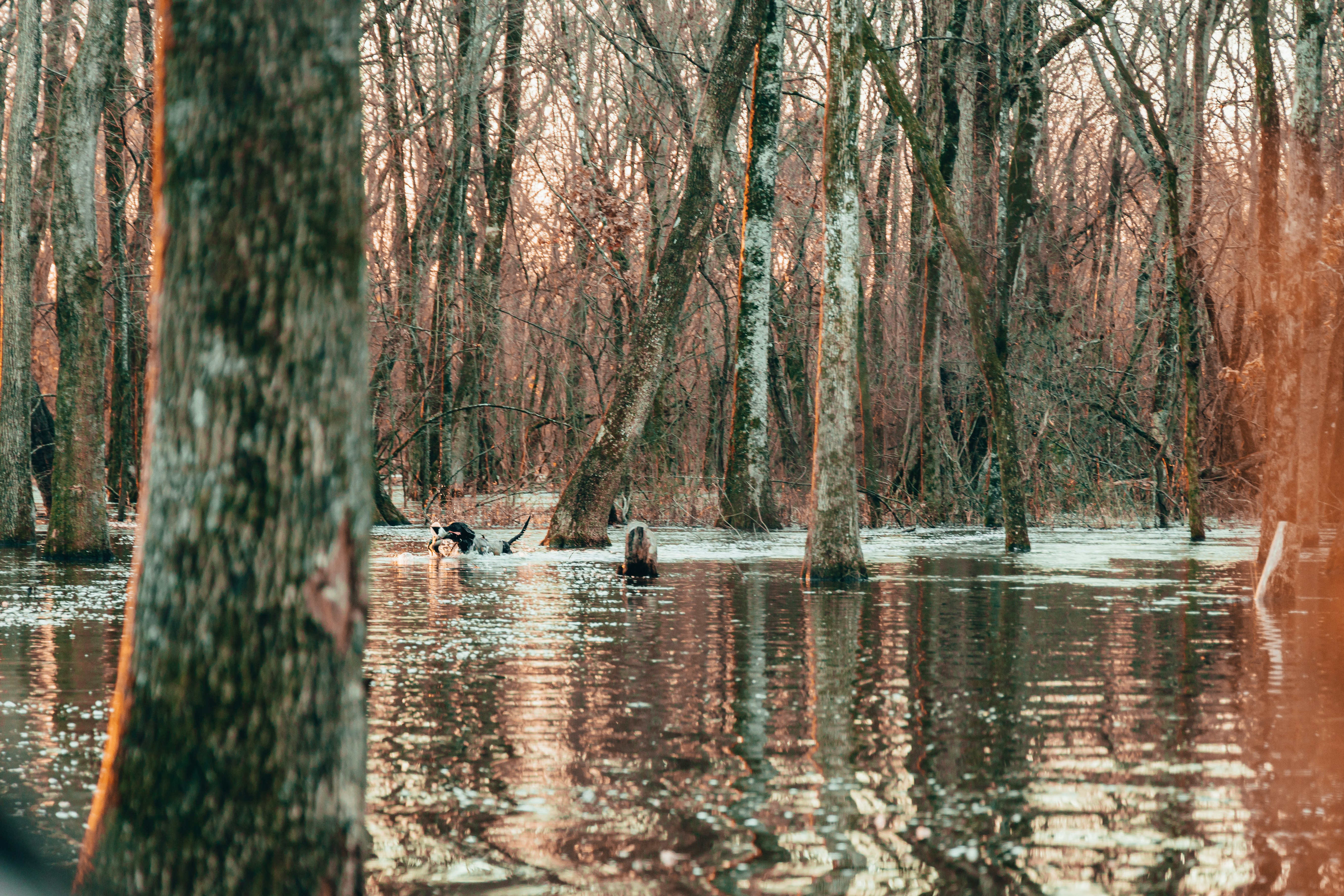 ducks swimming in a lake