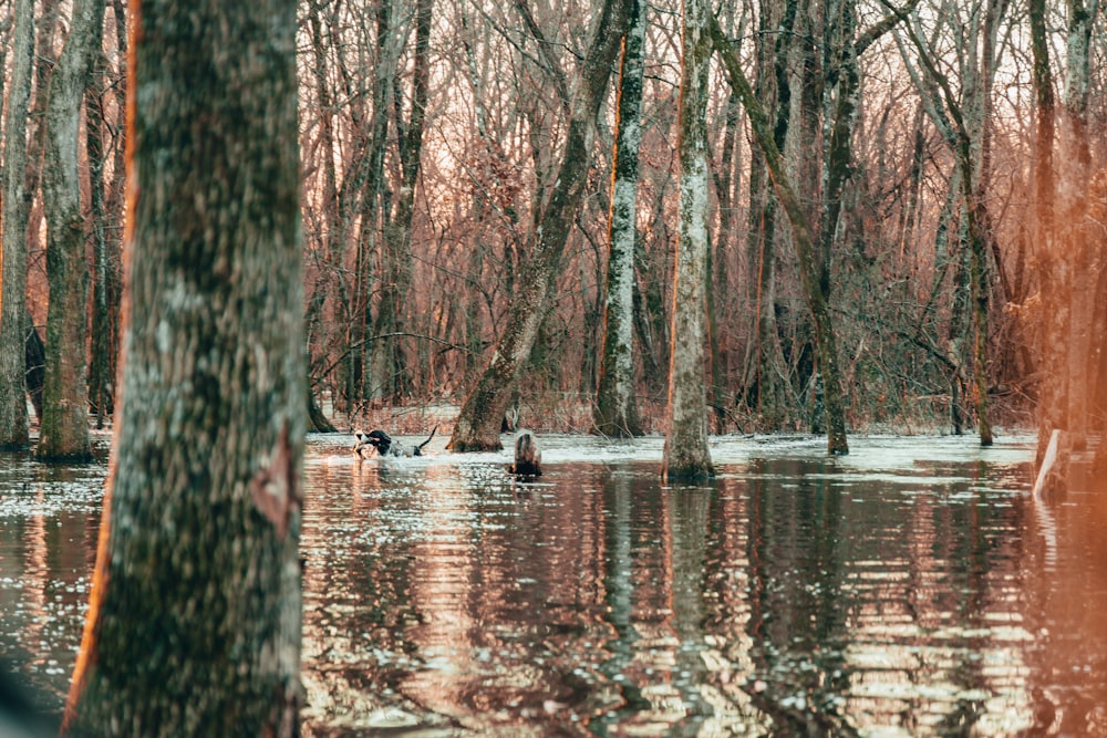 ducks swimming in a lake