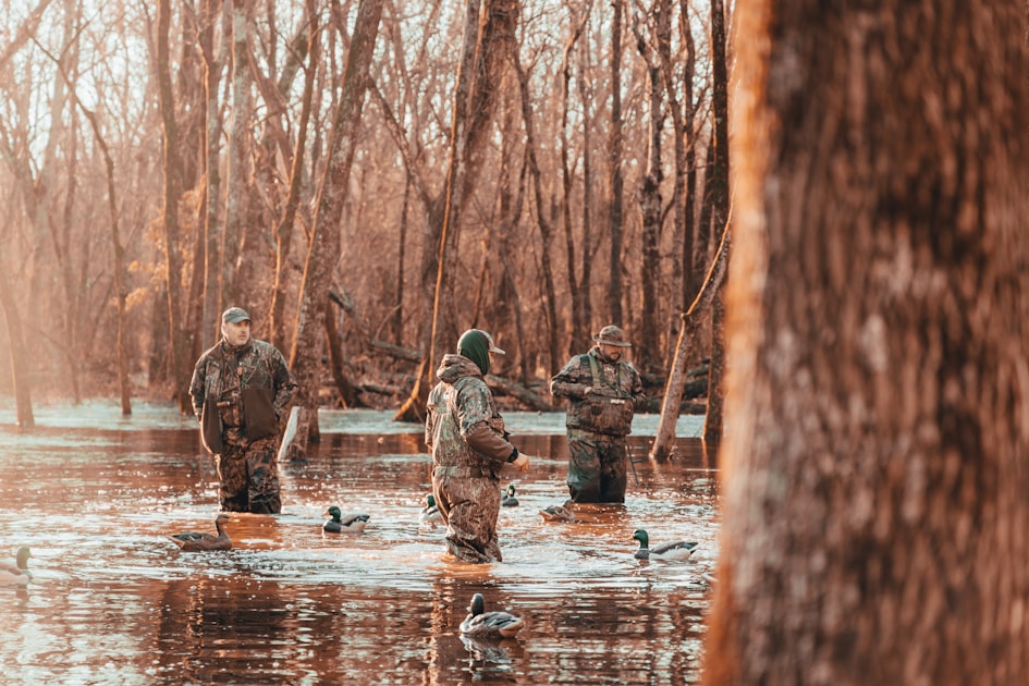 Hunter in a duck blind calling ducks over decoys on a marshland pond in the fall