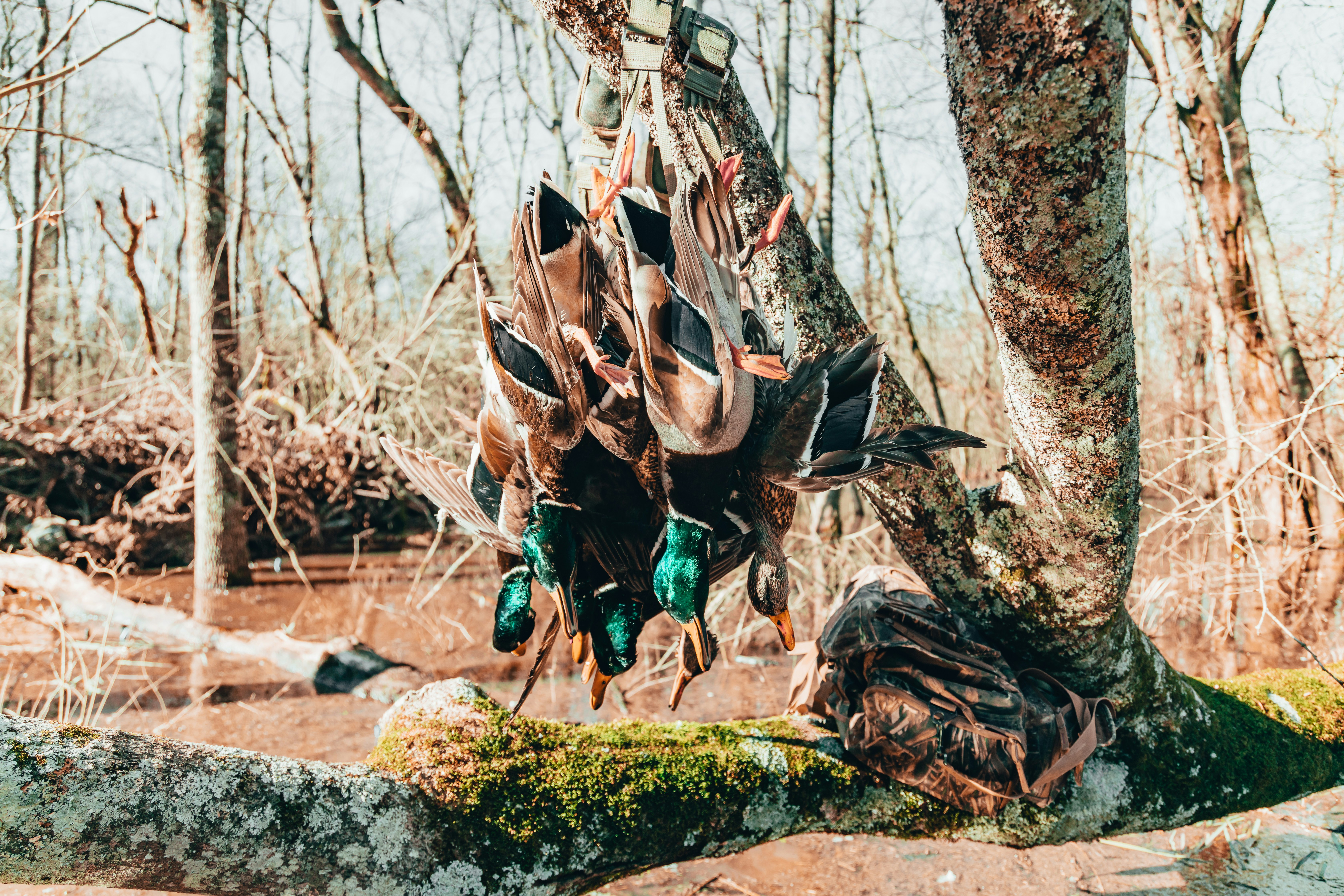 a group of bugs on a tree, 