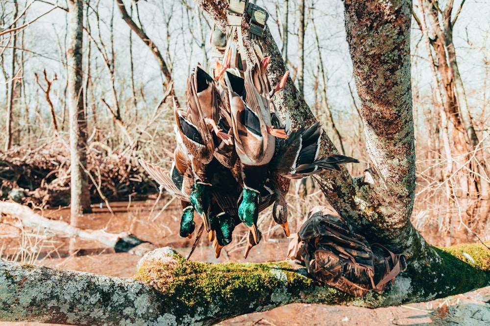 a group of bugs on a tree