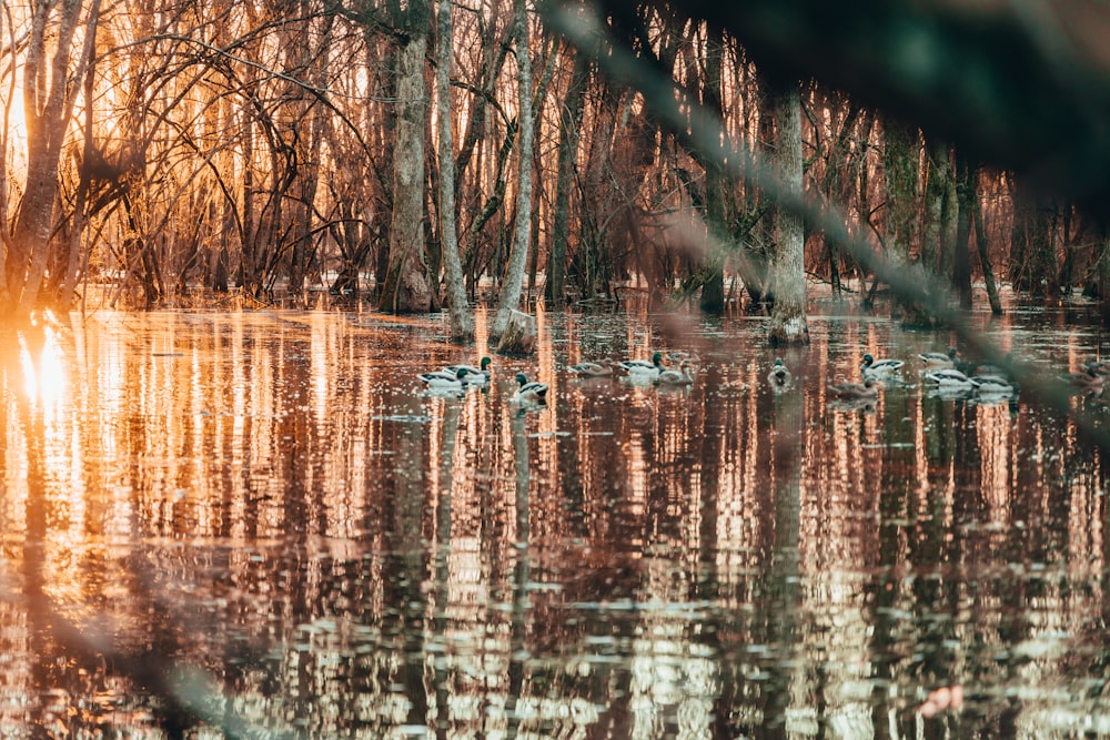 a body of water with trees around it