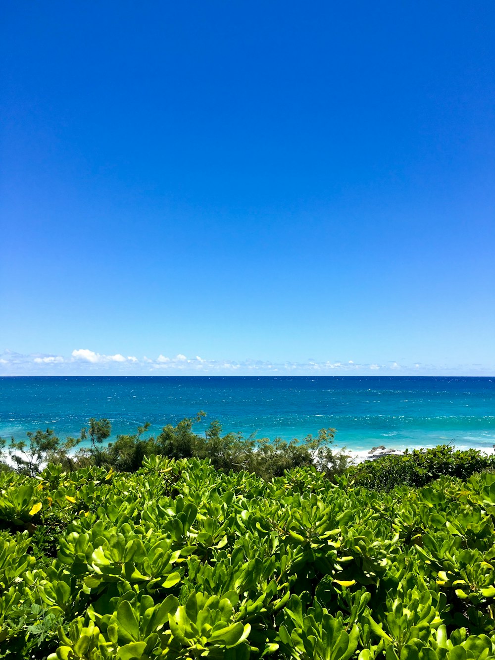 a beach with plants and water