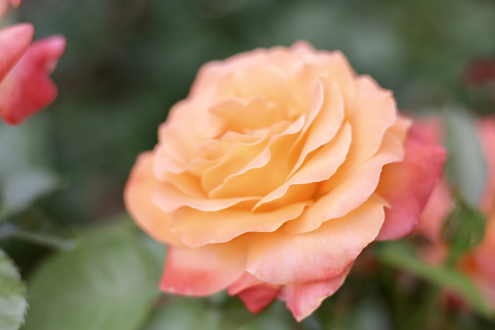 a close up of a flower