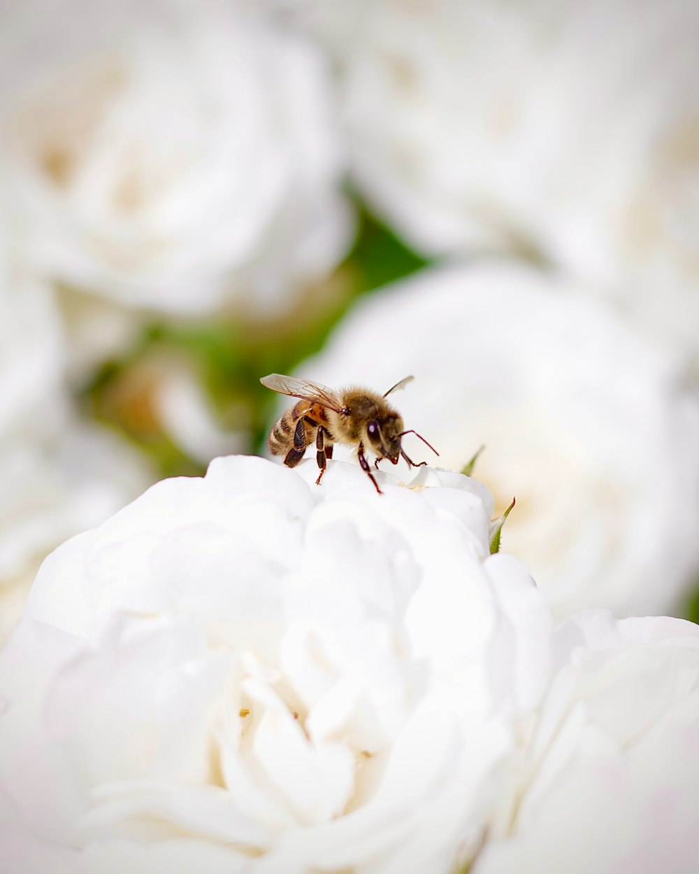 a bee on a flower