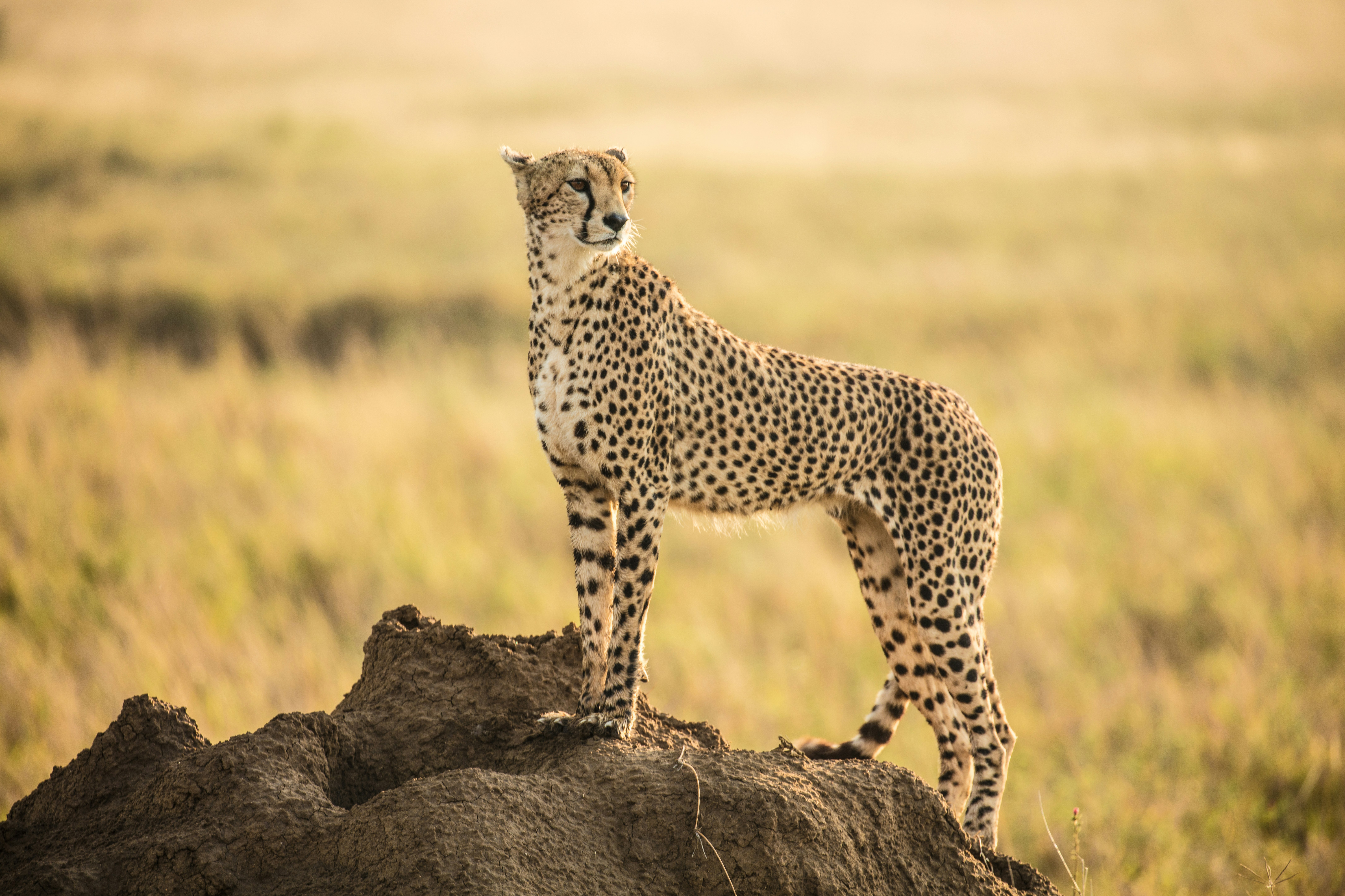 a cheetah standing on a rock