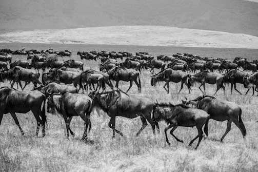 A large herd of wildebeests is migrating across a grassy plain, captured in black and white. The wildebeests are moving in the same direction, displaying a sense of movement and direction. Among them, a few zebras are visible. The background features a barren and slightly hilly landscape, giving the scene an expansive and natural atmosphere.