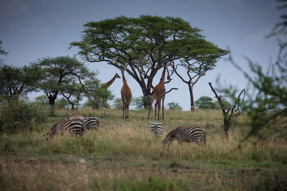 Giraffen und Zebras auf einer Wiese