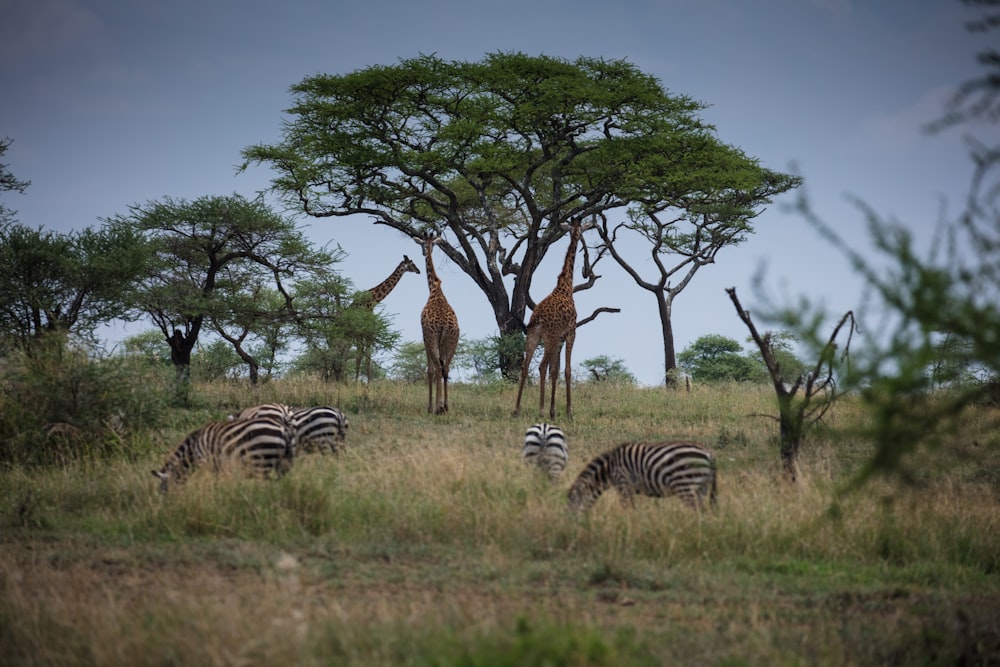 giraffes and zebras in a meadow