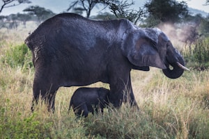 A large elephant stands in a grassy savanna landscape, with a smaller baby elephant partially obscured underneath. The scene is set against a backdrop of scattered trees and distant hills, suggesting an African wilderness setting.