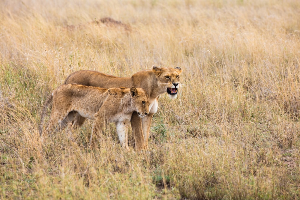 a lion and a cub in a grassland