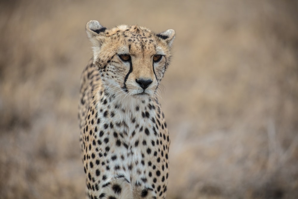 a cheetah looking at the camera