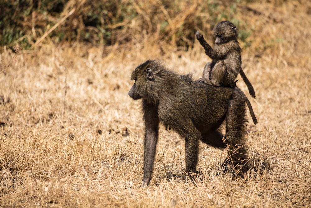 a monkey holding a baby monkey