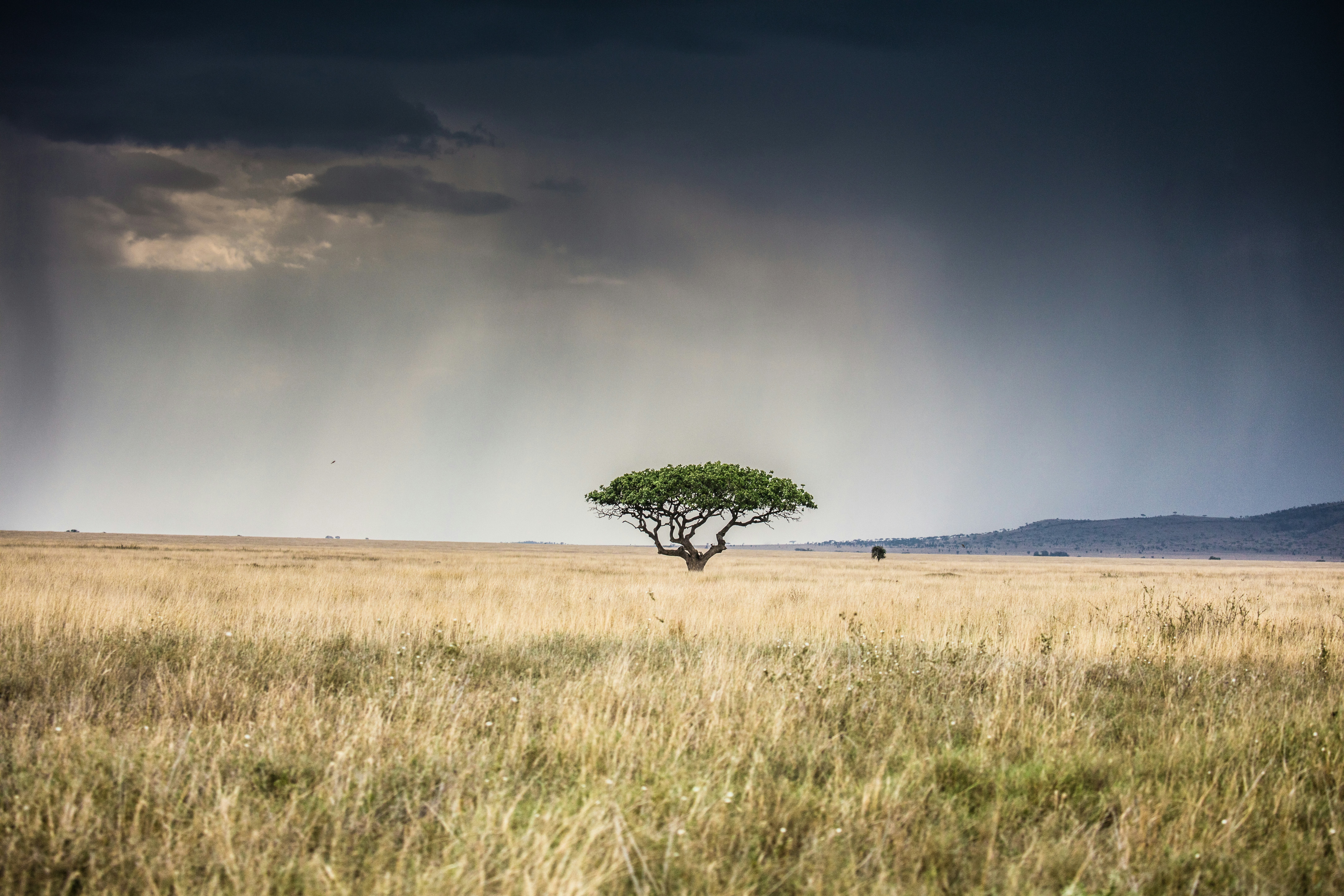 Photo by wolfbroadcast