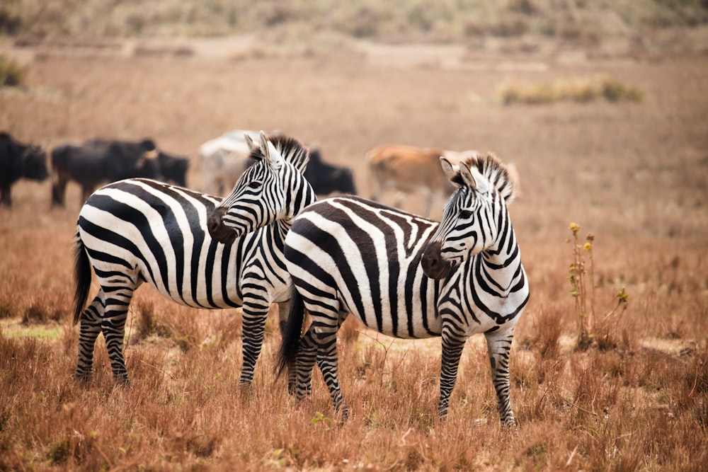 zebras standing in a field