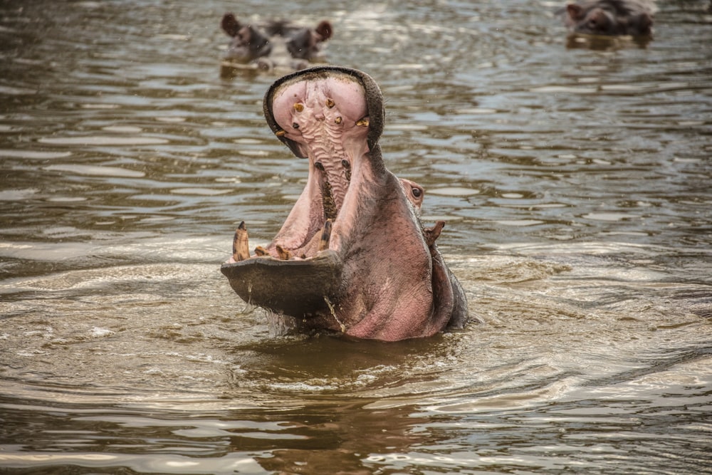 a hippo in the water with a person's face on it