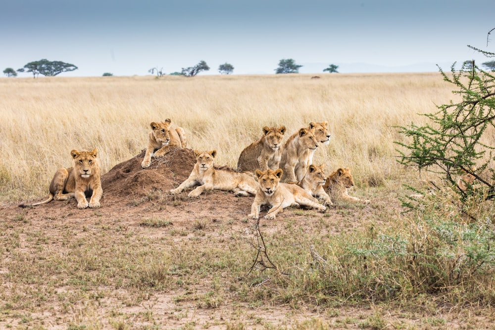 a group of lions in a field