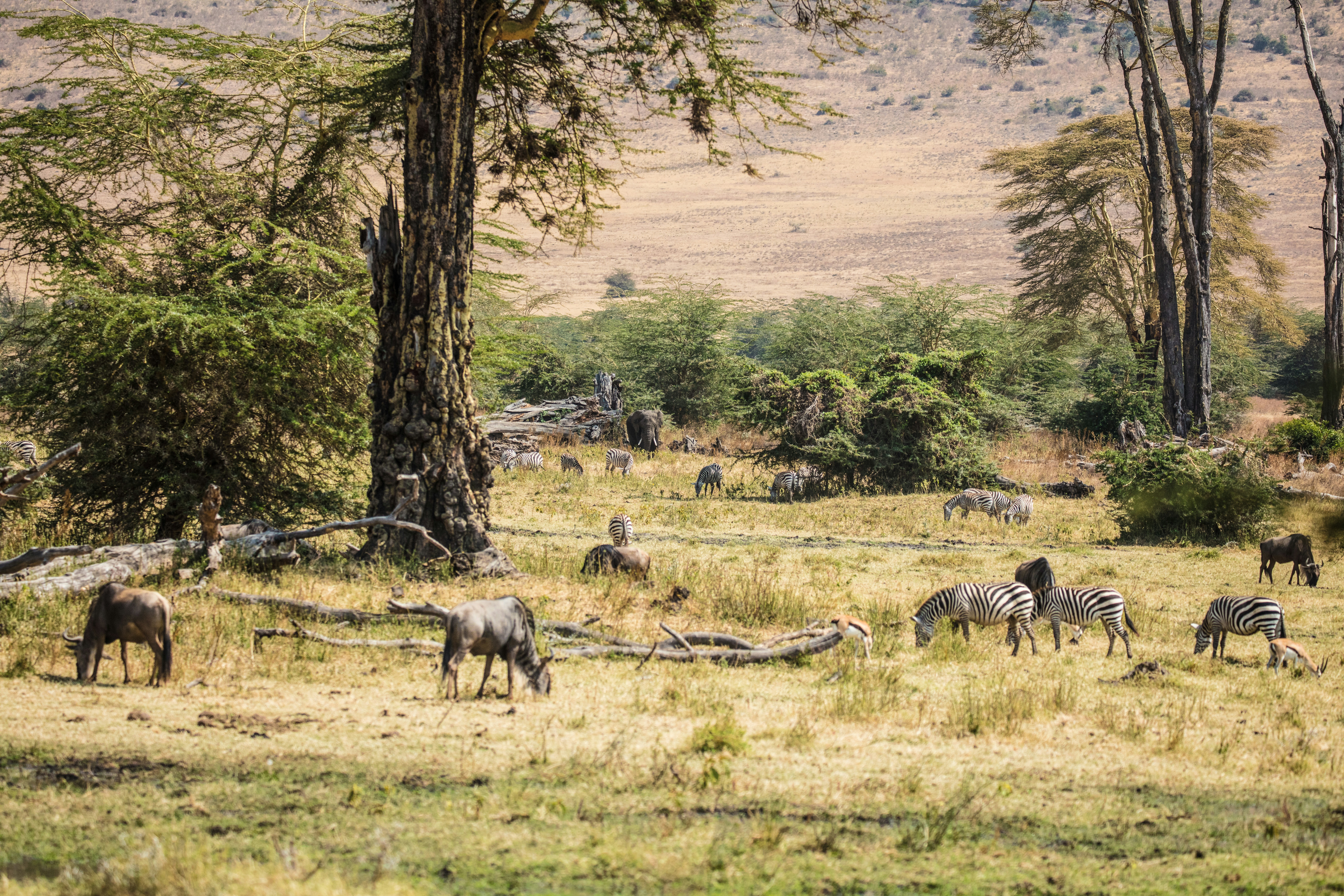 a group of zebras and rhinoceros in a field