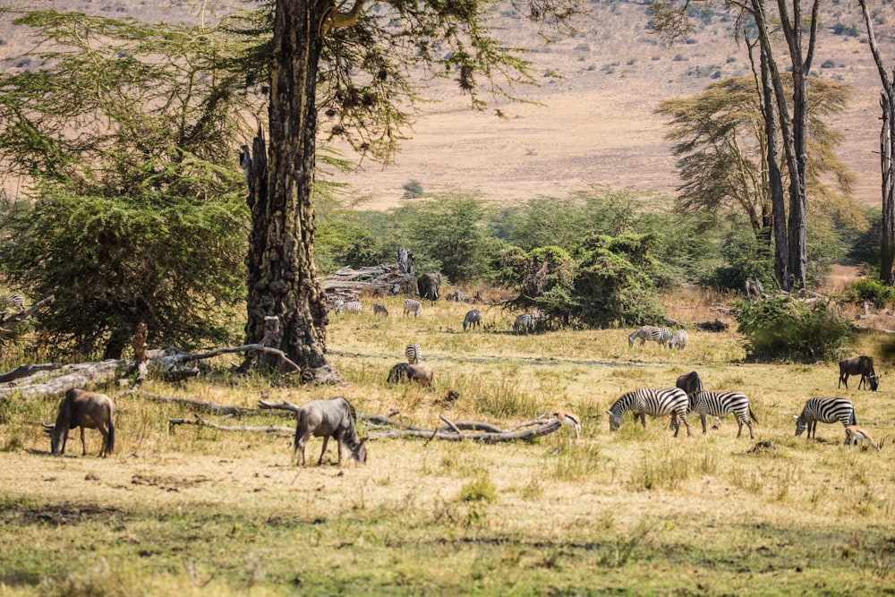 a group of zebras and rhinoceros in a field