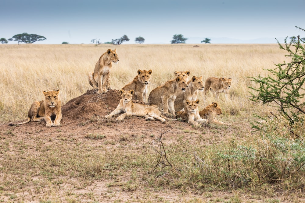 a group of lions in a field