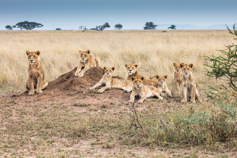 a group of lions in a field