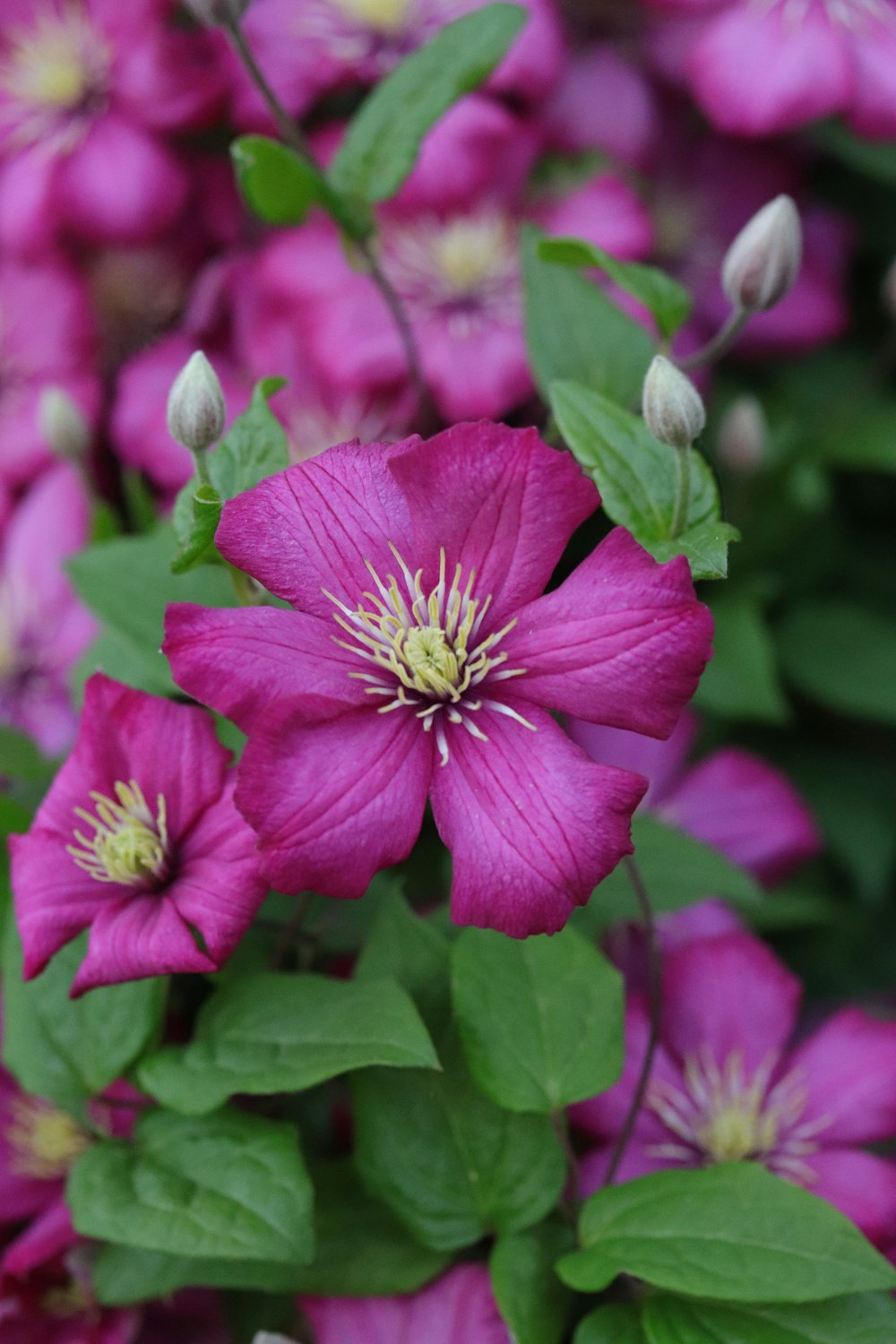 a close up of a flower