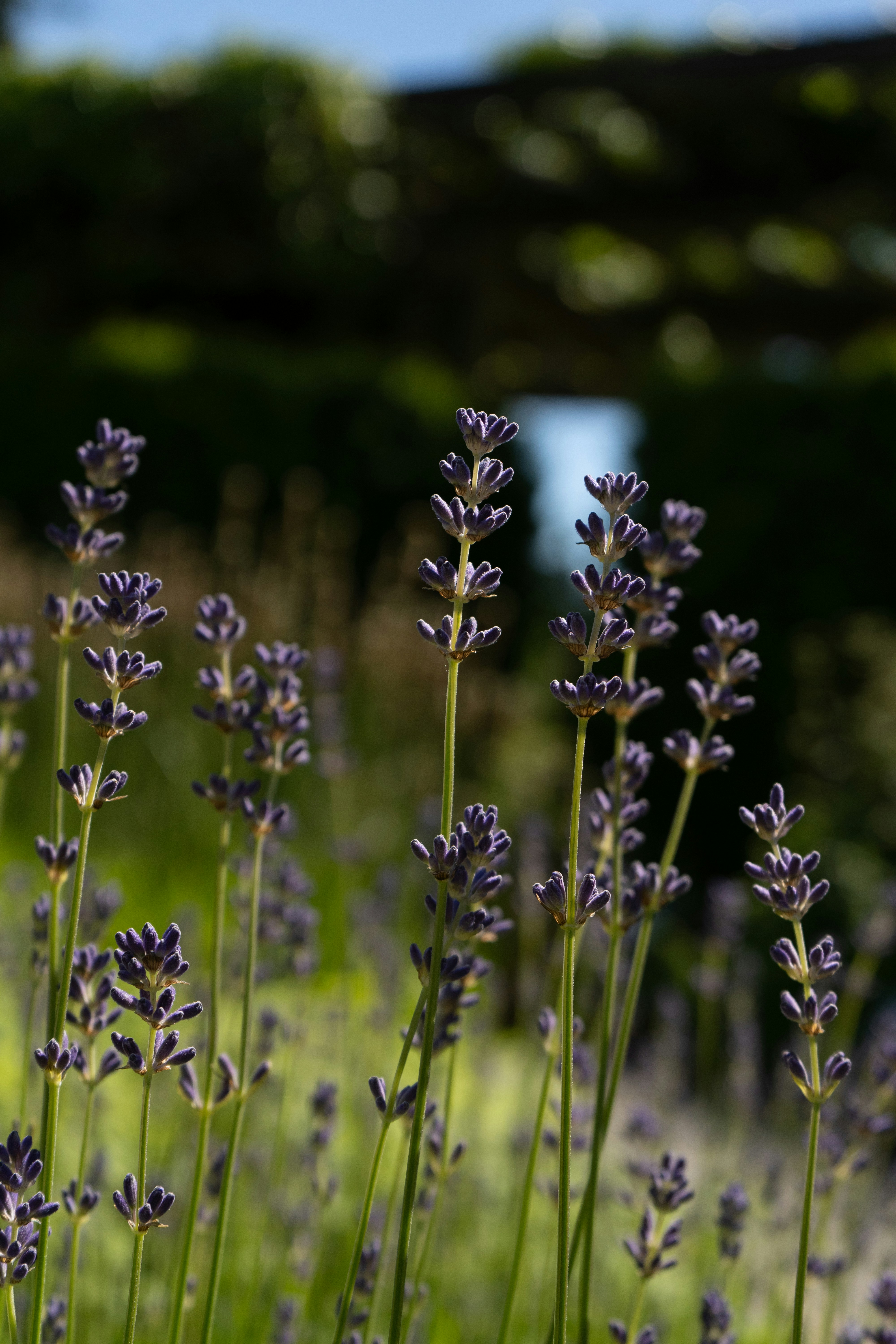 Photo by taylormortin