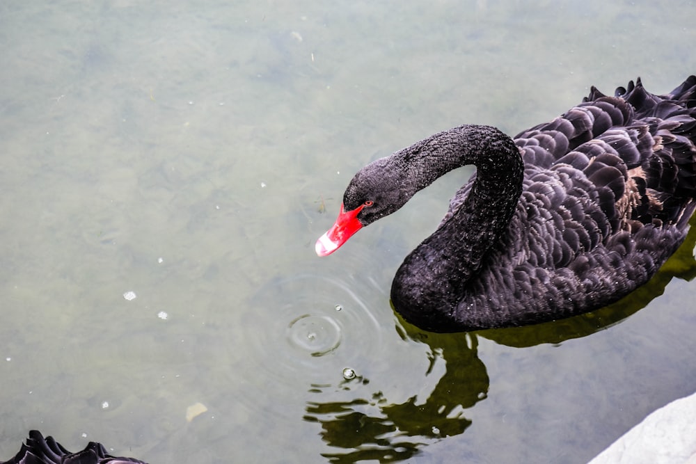 a black swan swimming in water