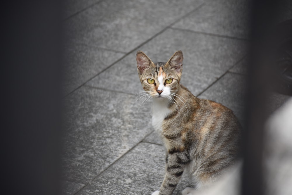 a cat sitting on a stone floor