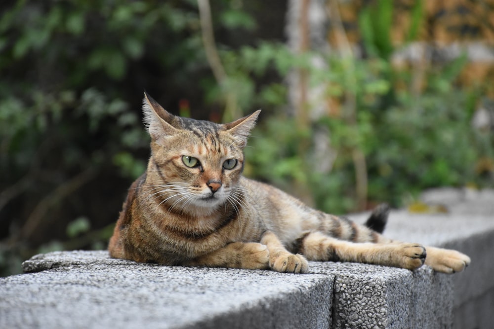 a cat lying on a rock