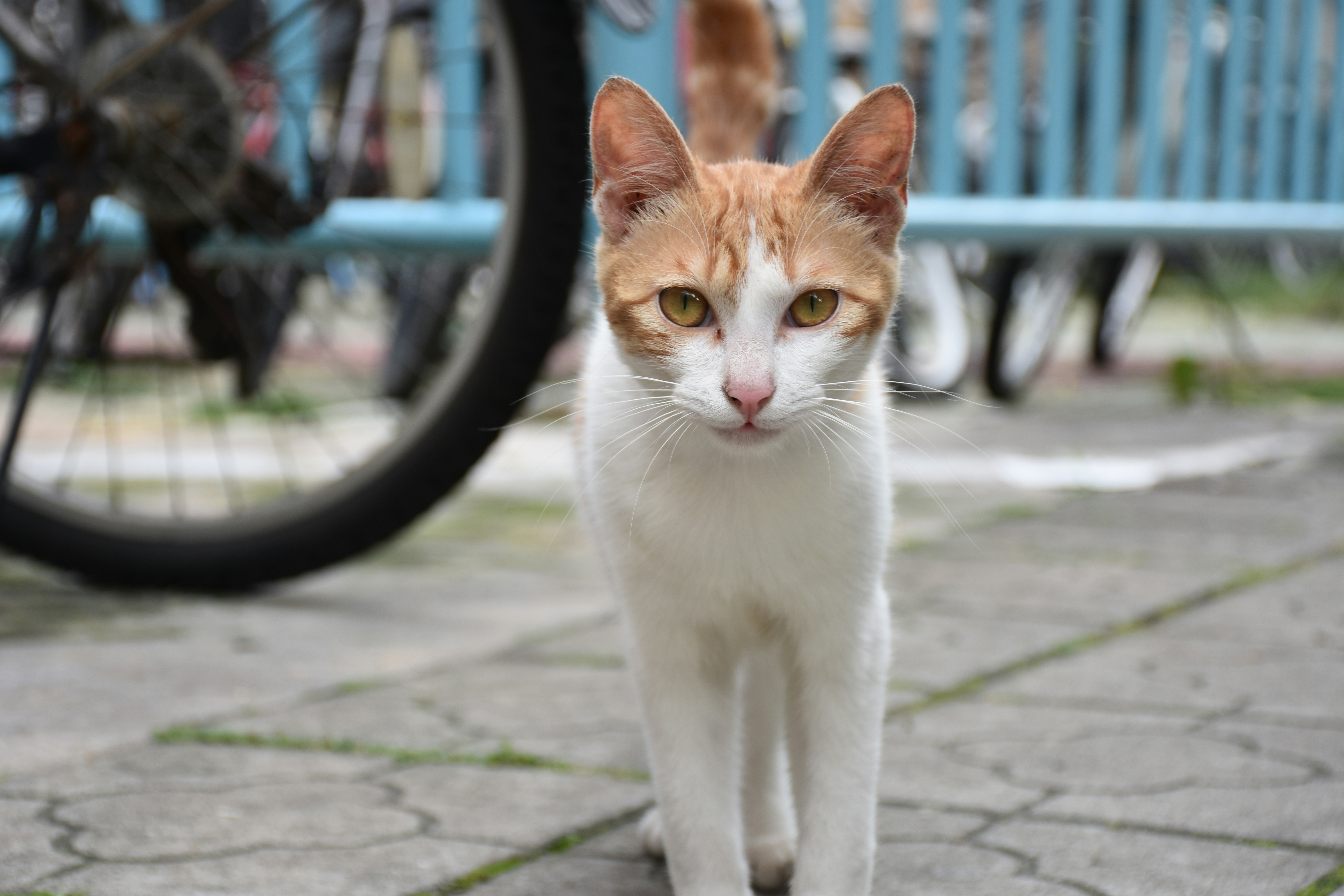 a cat standing on a sidewalk
