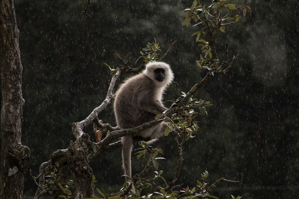 a monkey sitting on a tree branch