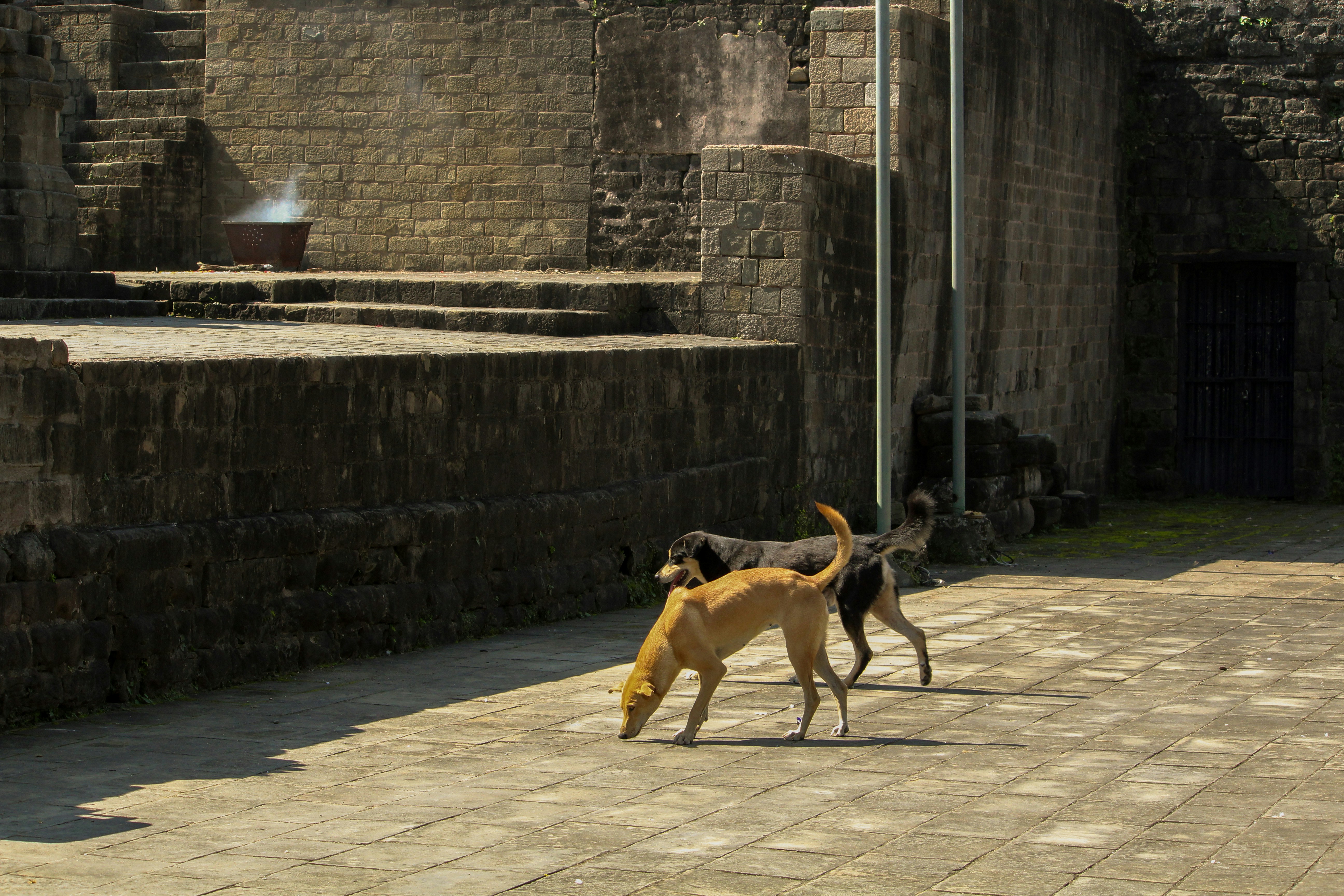 Two residents with their dogs chatting in a building's common area or courtyard - pet friendly buildings